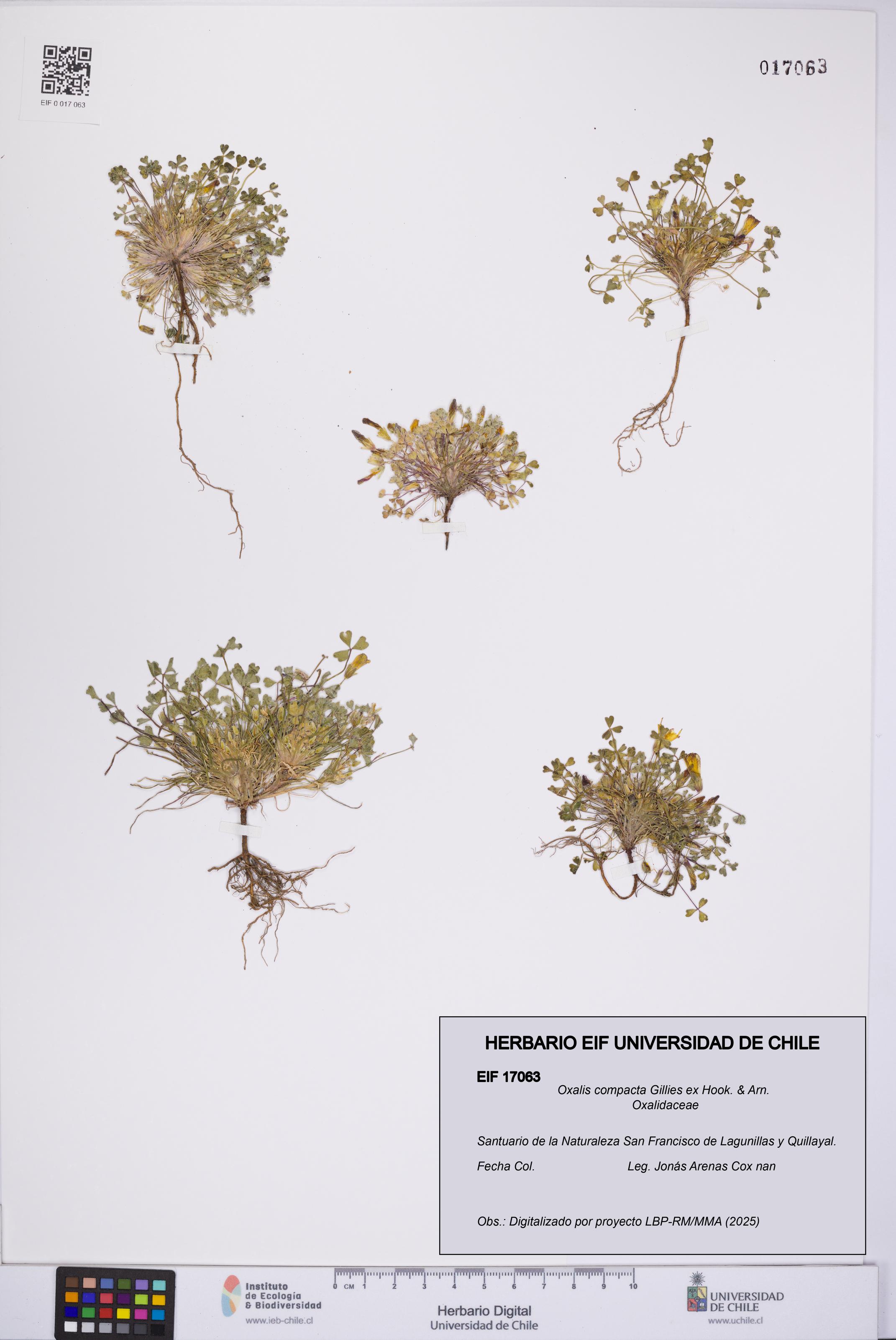 Oxalis compacta [Espécimen: UCH:EIF:0017063]