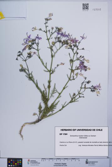 Schizanthus hookeri [Espécimen: UCH:EIF:0017291]