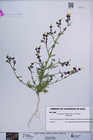 Schizanthus coccineus [Espécimen: UCH:EIF:0017292]