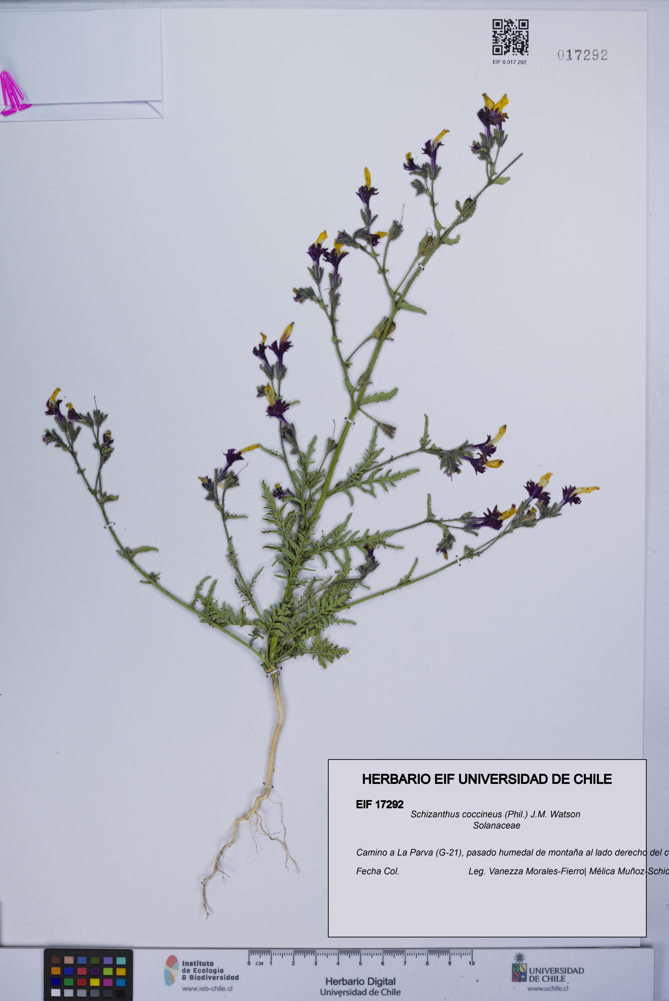 Schizanthus coccineus [Espécimen: UCH:EIF:0017292]