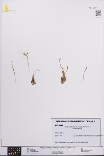 Miersia stellata [Espécimen: UCH:EIF:0017296]