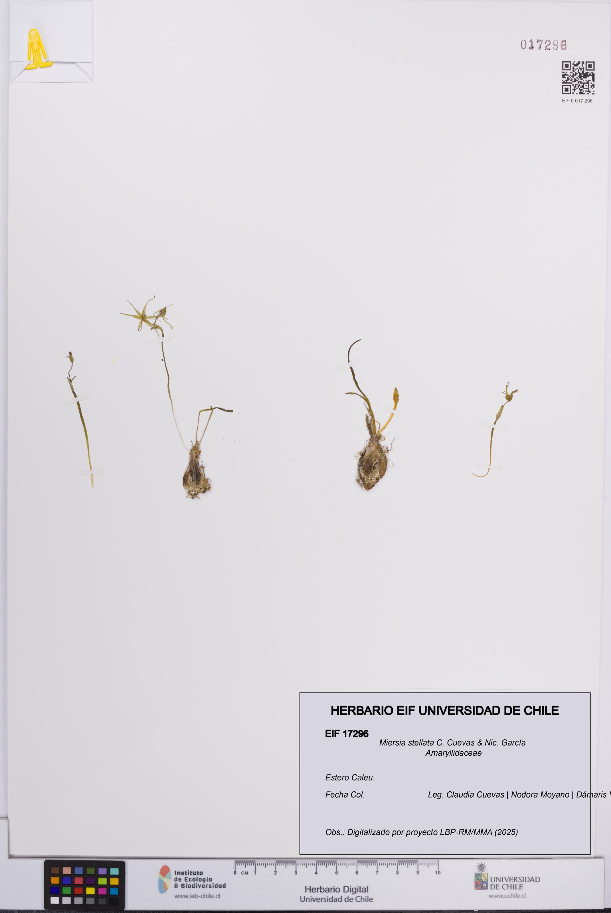 Miersia stellata [Espécimen: UCH:EIF:0017296]