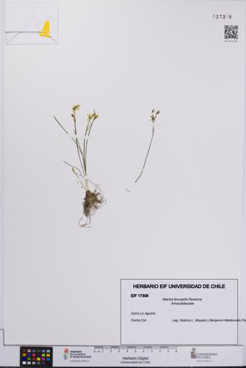 Miersia tenuiseta [Espécimen: UCH:EIF:0017308]