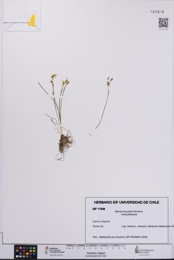 Miersia tenuiseta [Espécimen: UCH:EIF:0017308]