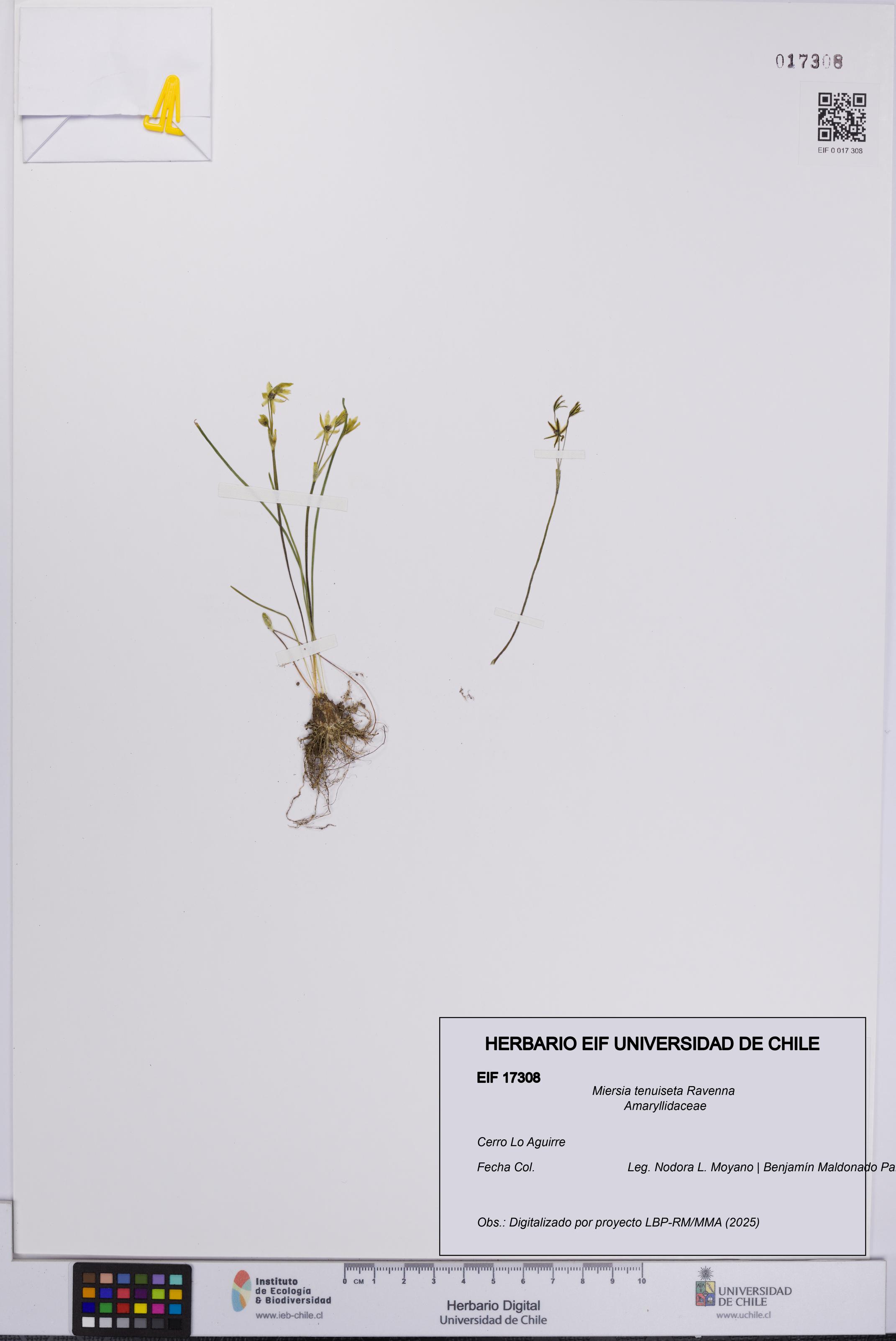 Miersia tenuiseta [Espécimen: UCH:EIF:0017308]