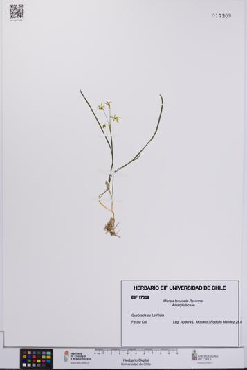 Miersia tenuiseta [Espécimen: UCH:EIF:0017309]