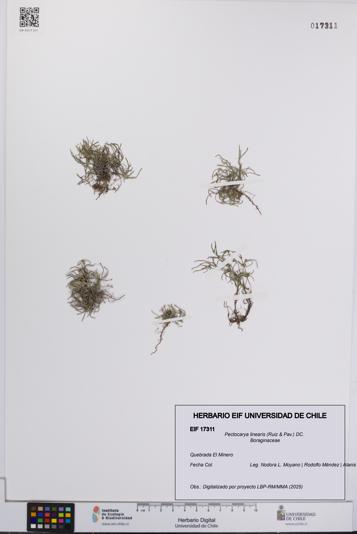 Pectocarya linearis [Espécimen: UCH:EIF:0017311]