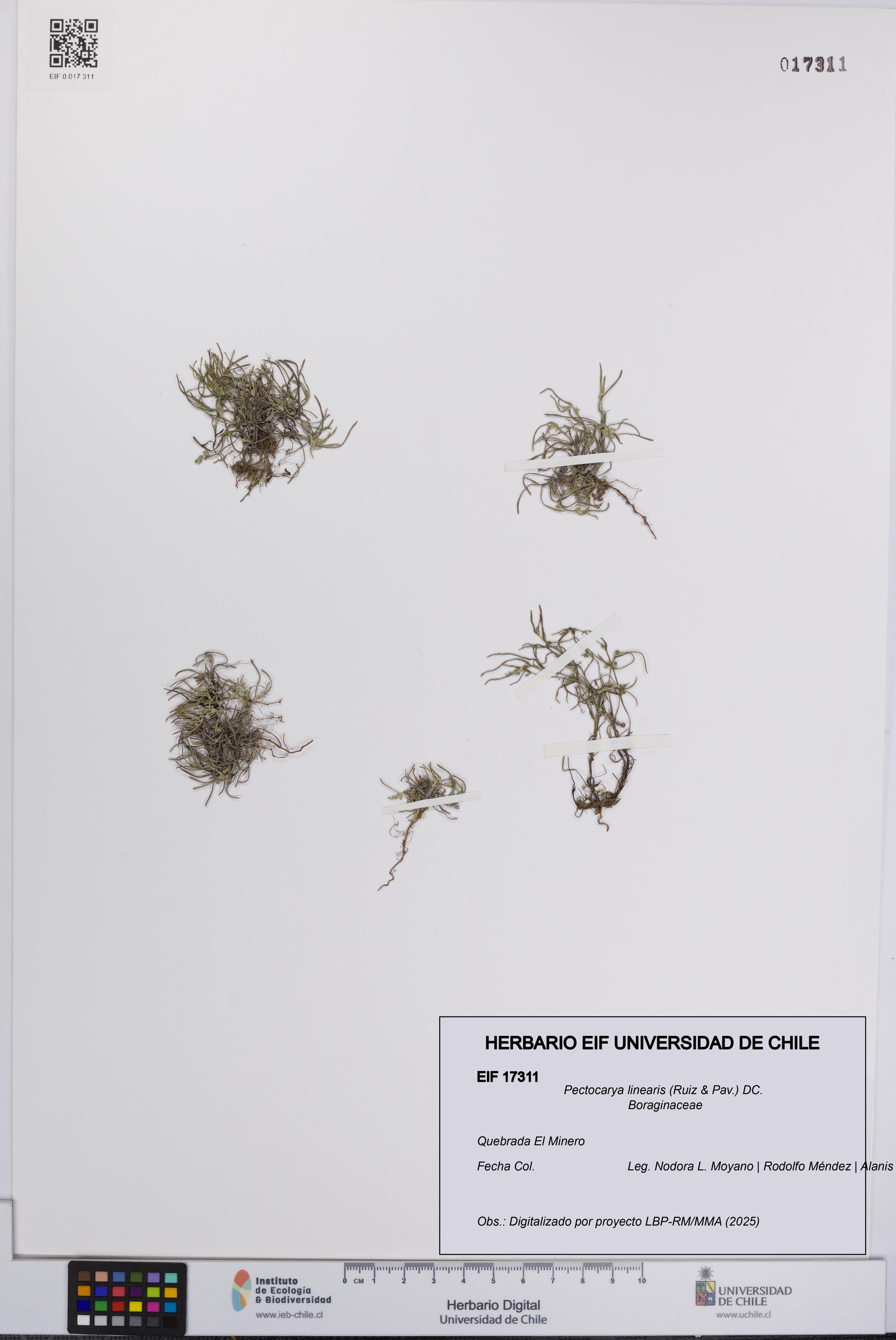 Pectocarya linearis [Espécimen: UCH:EIF:0017311]