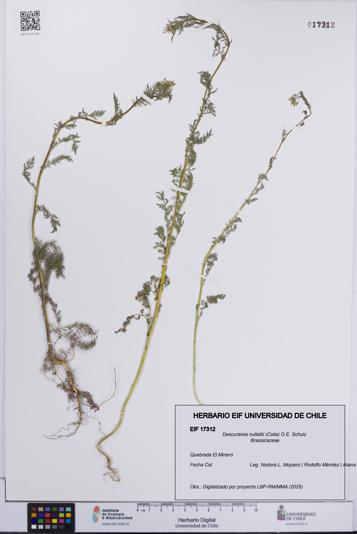 Descurainia nuttallii [Espécimen: UCH:EIF:0017312]