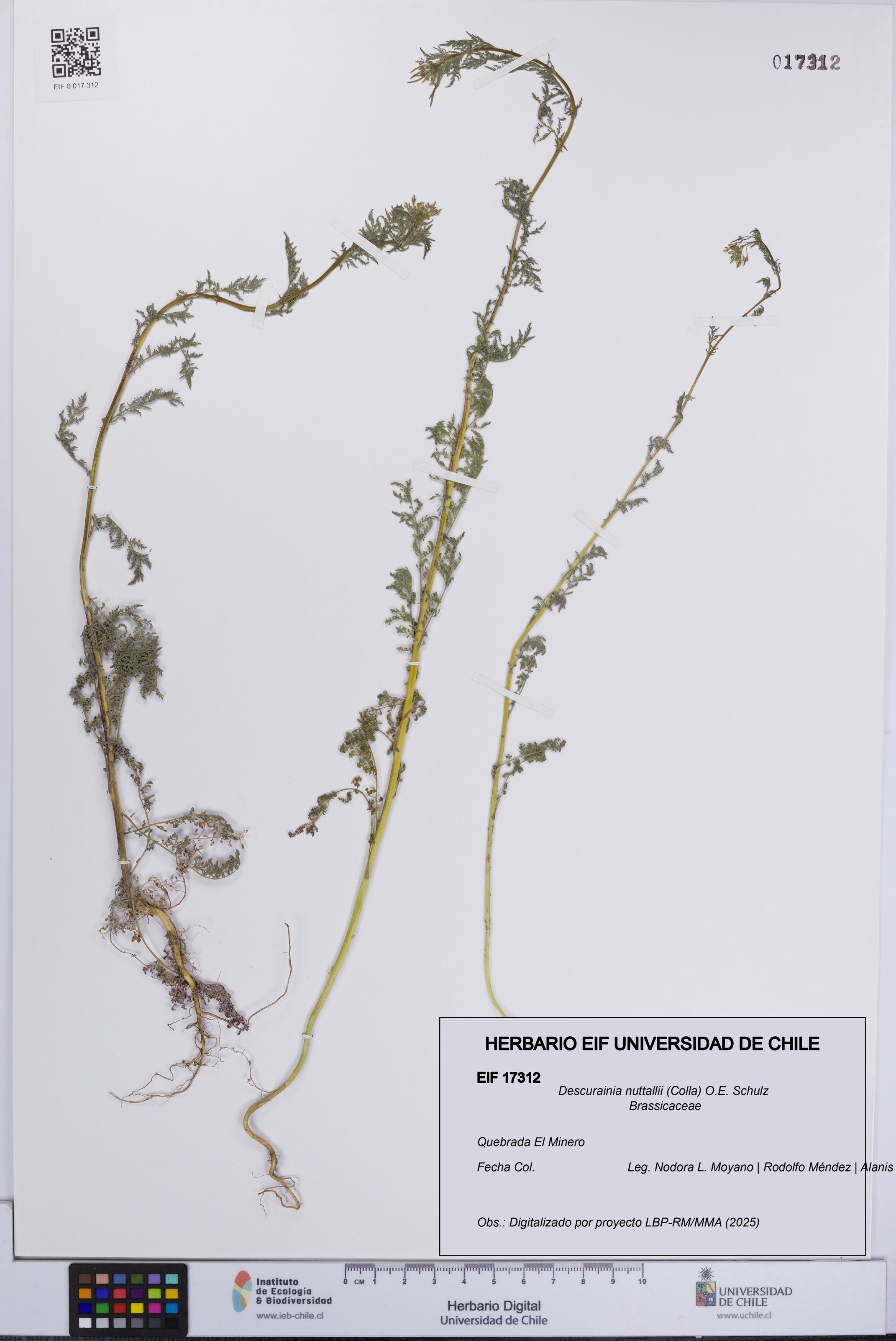 Descurainia nuttallii [Espécimen: UCH:EIF:0017312]