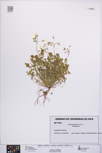 Oxalis laxa [Espécimen: UCH:EIF:0017314]