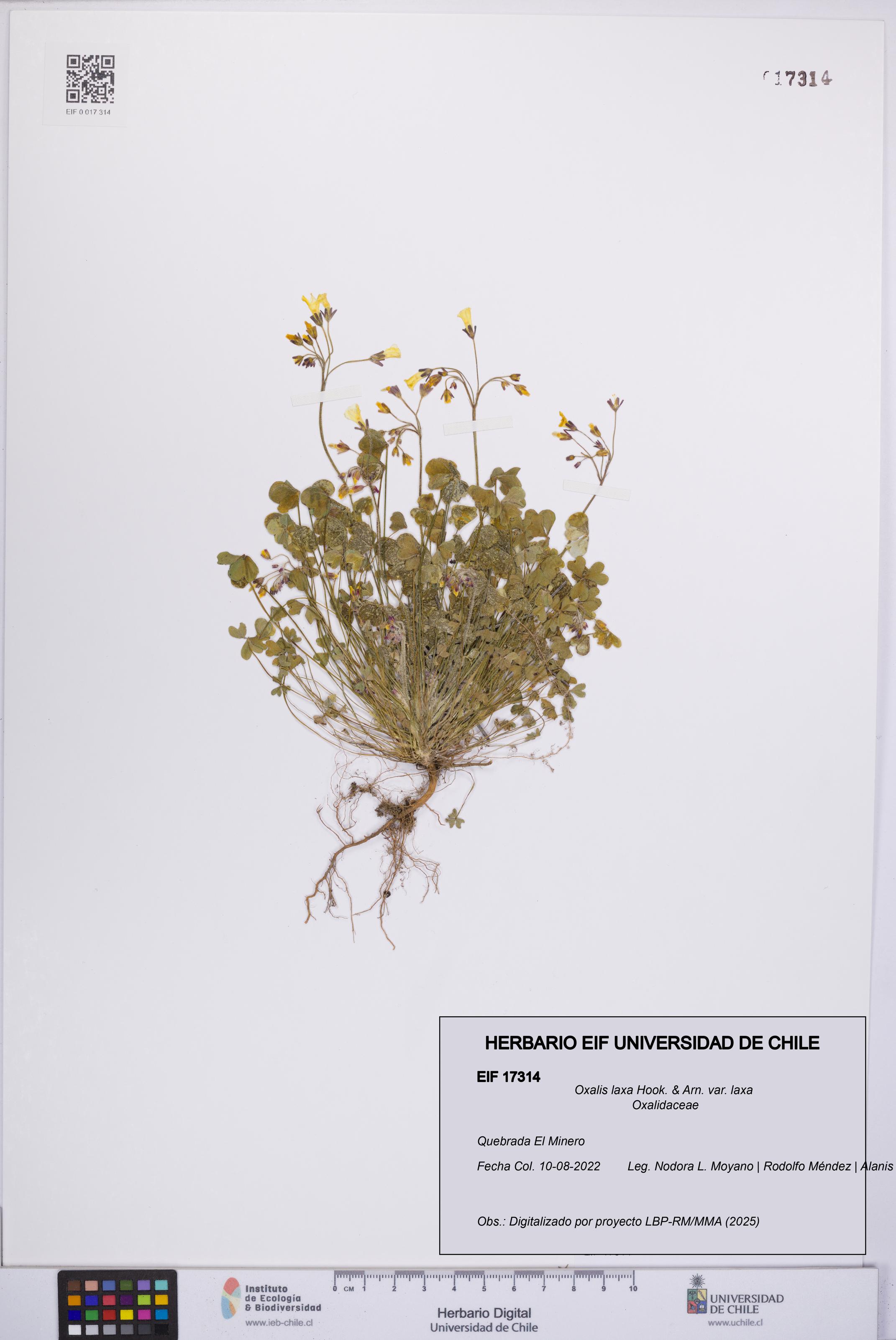 Oxalis laxa var. laxa [Espécimen: UCH:EIF:0017314]