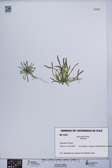 Viola pusilla [Espécimen: UCH:EIF:0017315]