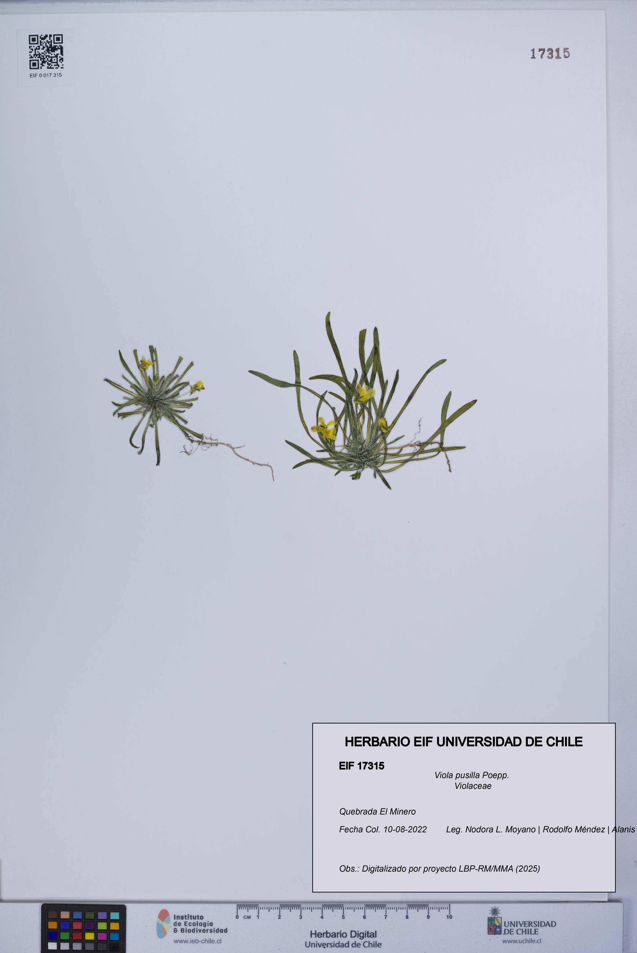 Viola pusilla [Espécimen: UCH:EIF:0017315]