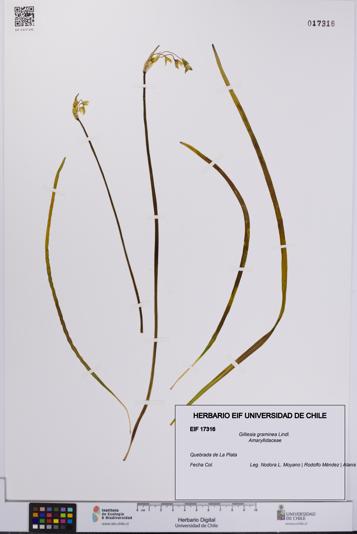 Gilliesia graminea [Espécimen: UCH:EIF:0017316]