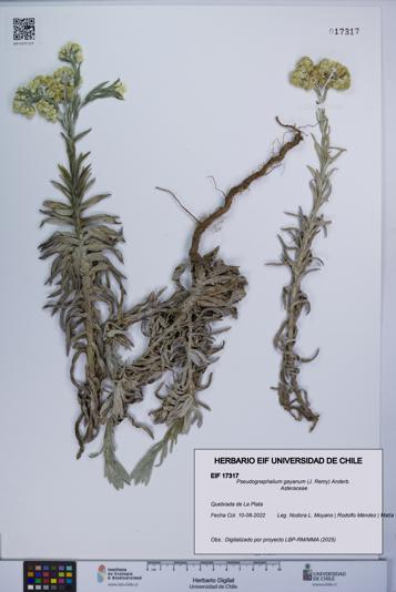 Pseudognaphalium gayanum [Espécimen: UCH:EIF:0017317]