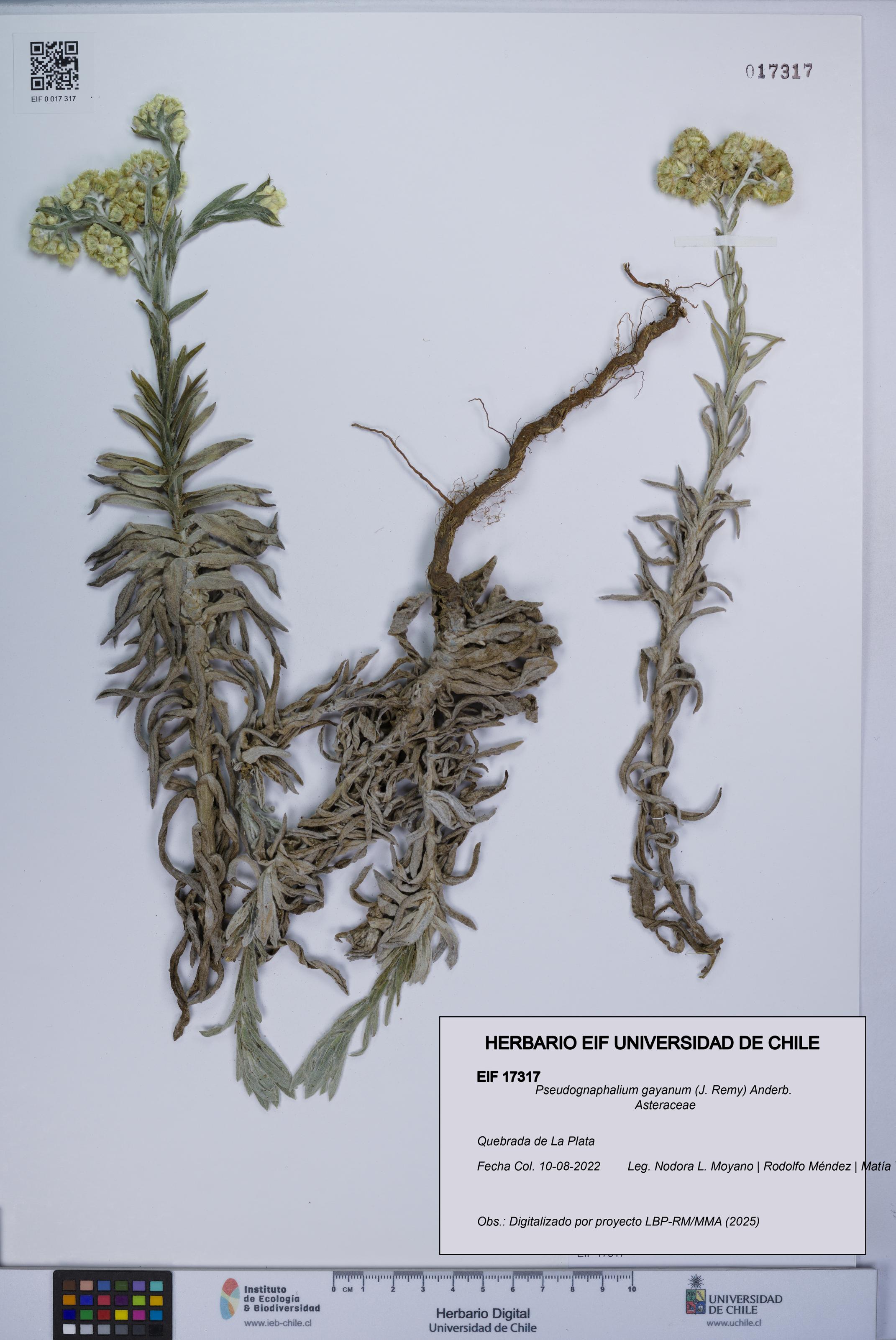 Pseudognaphalium gayanum [Espécimen: UCH:EIF:0017317]