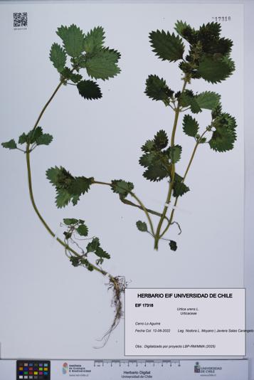 Urtica urens [Espécimen: UCH:EIF:0017318]
