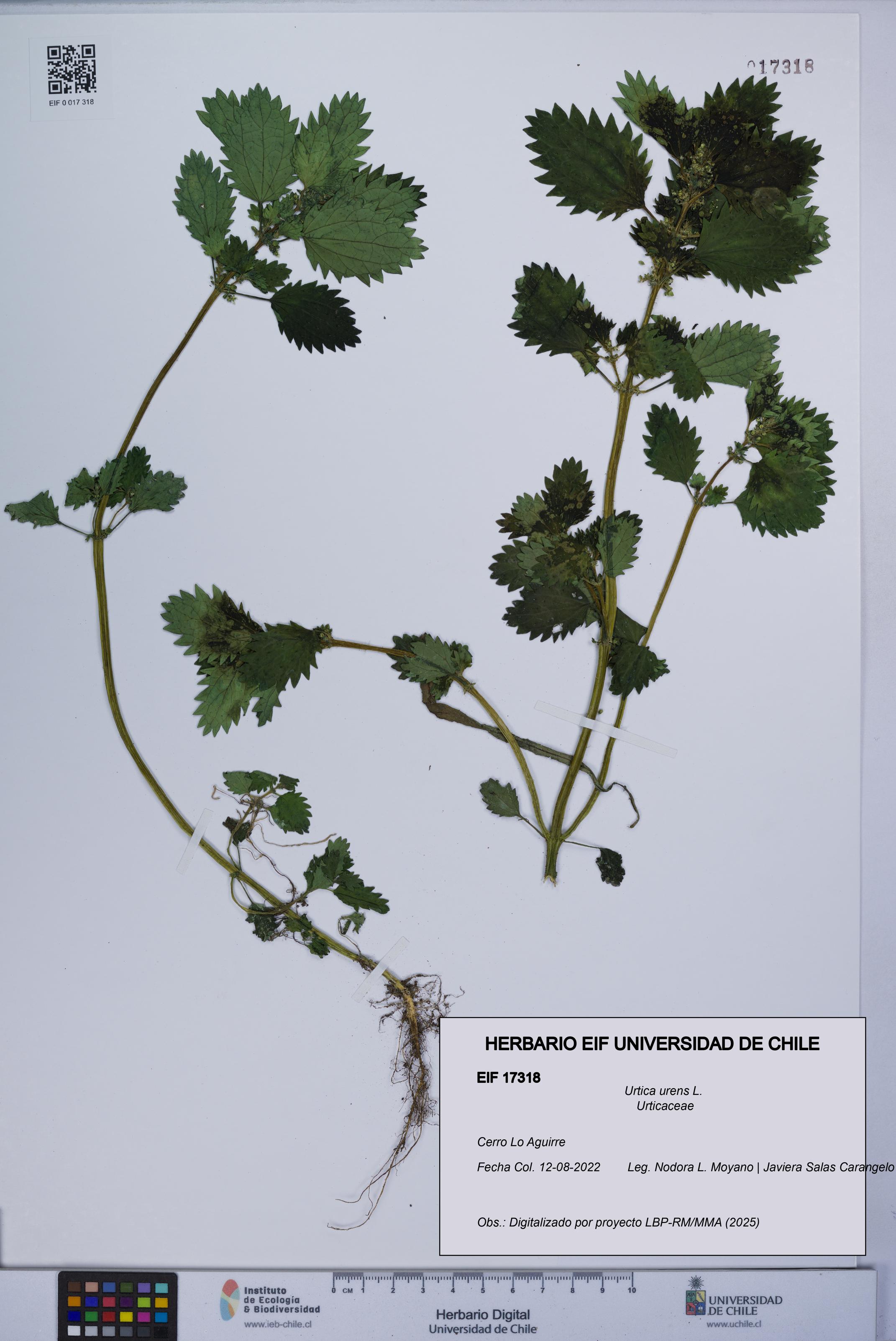 Urtica urens [Espécimen: UCH:EIF:0017318]