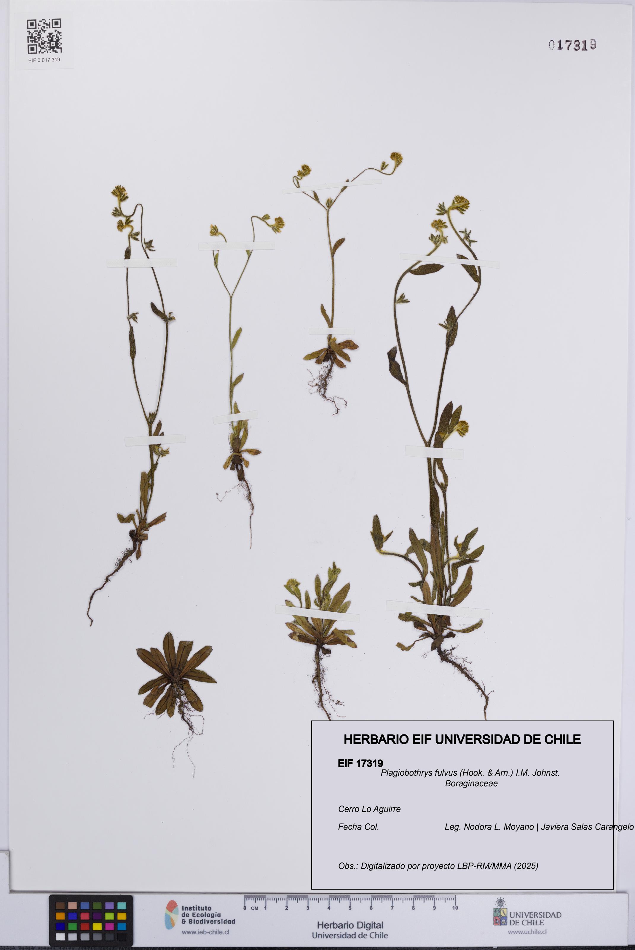 Plagiobothrys fulvus [Espécimen: UCH:EIF:0017319]