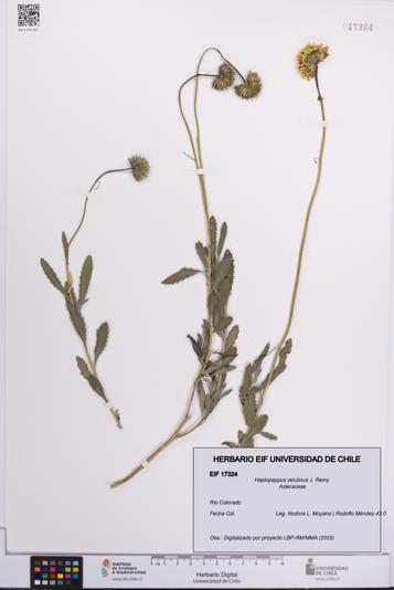 Haplopappus velutinus [Espécimen: UCH:EIF:0017324]