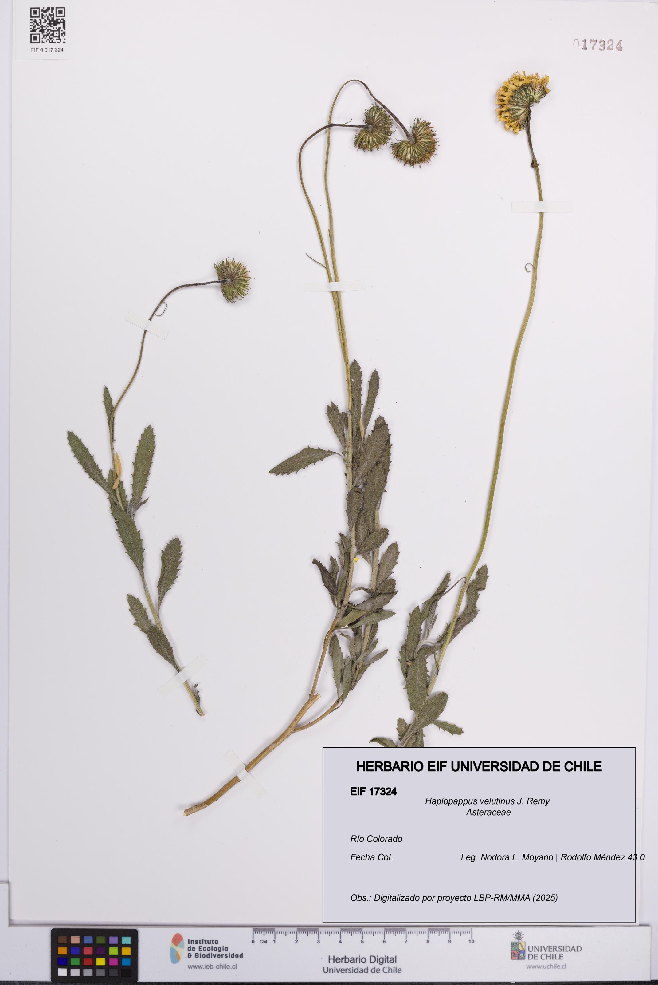 Haplopappus velutinus [Espécimen: UCH:EIF:0017324]