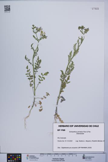 Schizanthus pinnatus [Espécimen: UCH:EIF:0017325]