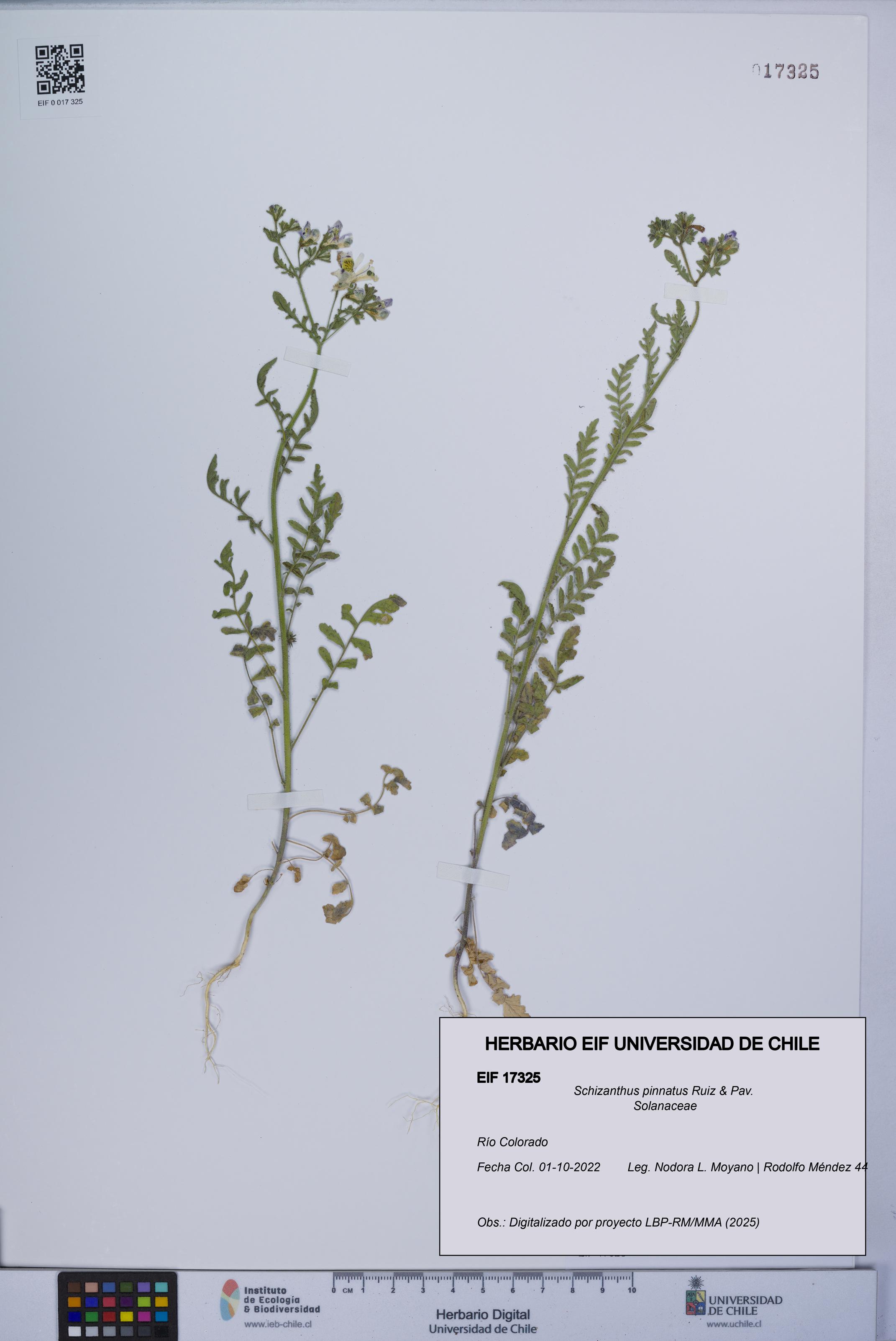 Schizanthus pinnatus [Espécimen: UCH:EIF:0017325]