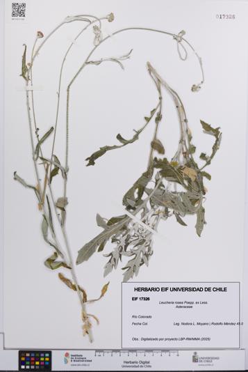 Leucheria rosea [Espécimen: UCH:EIF:0017326]