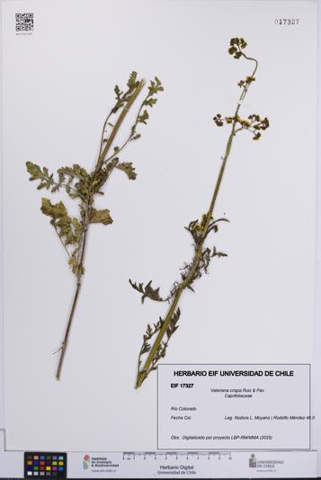 Valeriana crispa [Espécimen: UCH:EIF:0017327]