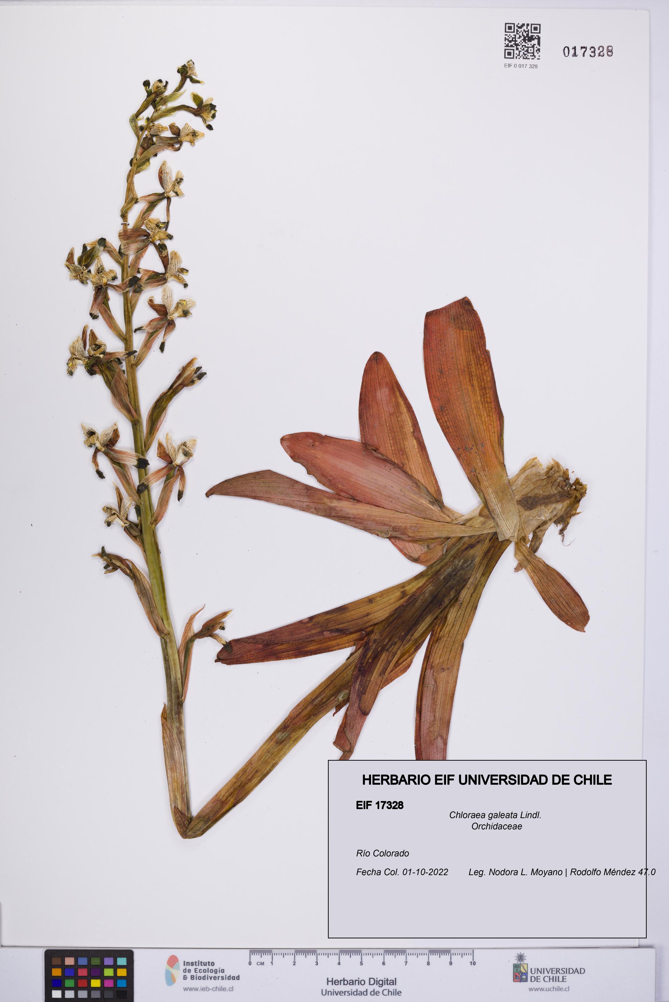 Chloraea galeata [Espécimen: UCH:EIF:0017328]