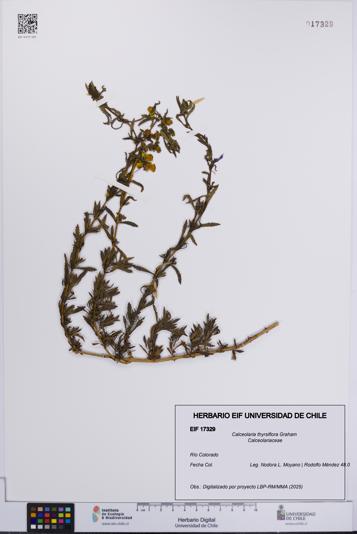Calceolaria thyrsiflora [Espécimen: UCH:EIF:0017329]