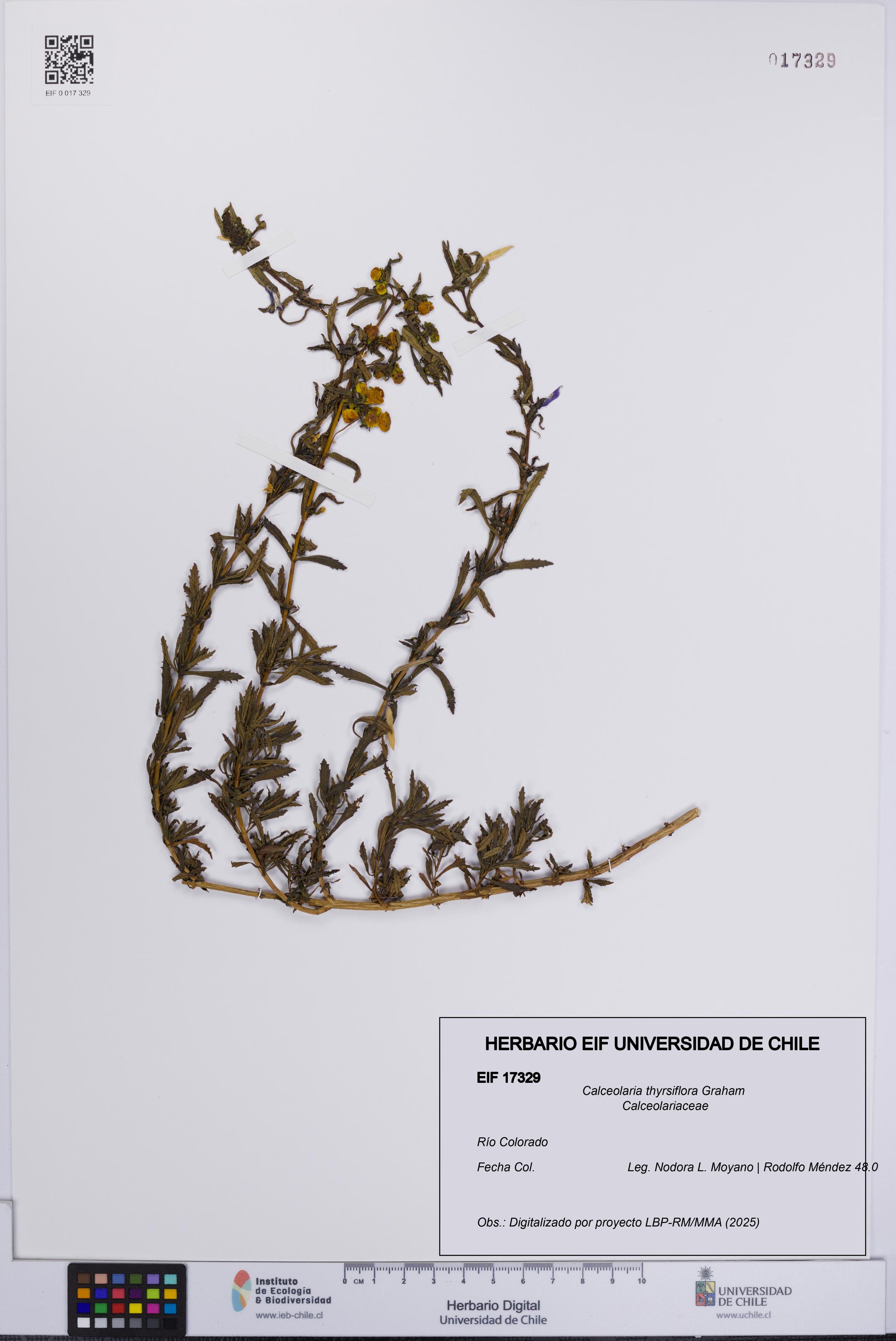 Calceolaria thyrsiflora [Espécimen: UCH:EIF:0017329]
