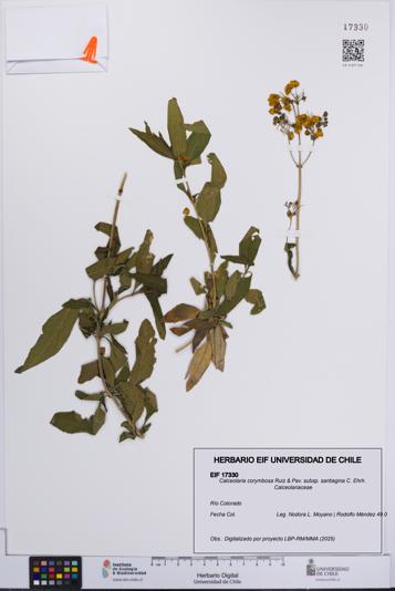 Calceolaria corymbosa subsp. santiagina [Espécimen: UCH:EIF:0017330]