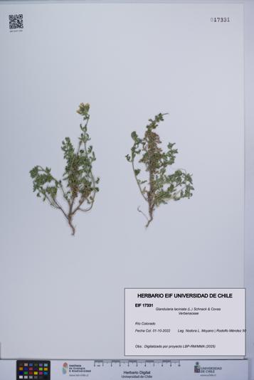 Glandularia laciniata [Espécimen: UCH:EIF:0017331]