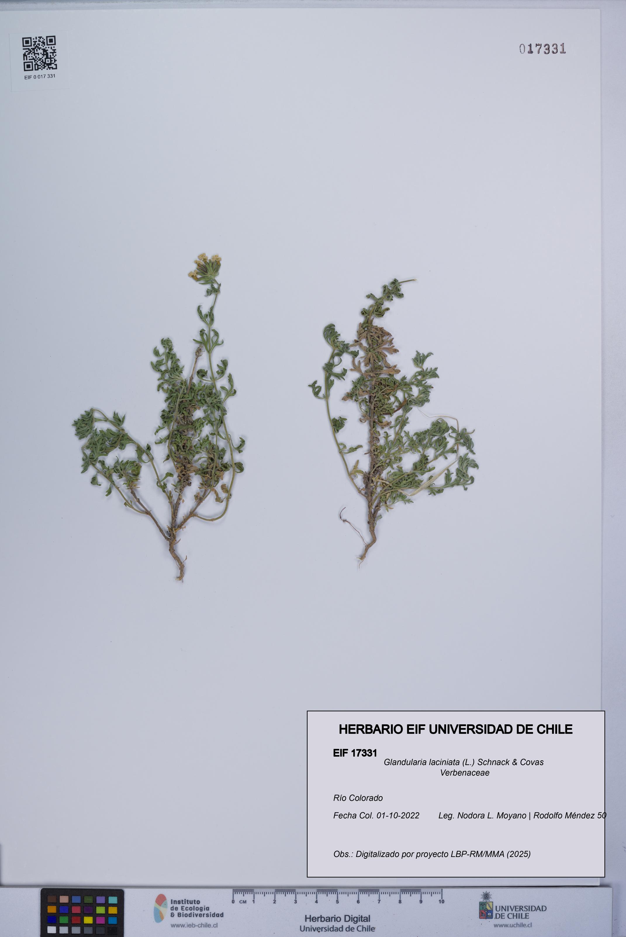 Glandularia laciniata [Espécimen: UCH:EIF:0017331]