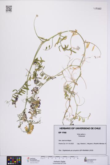 Vicia sativa [Espécimen: UCH:EIF:0017332]
