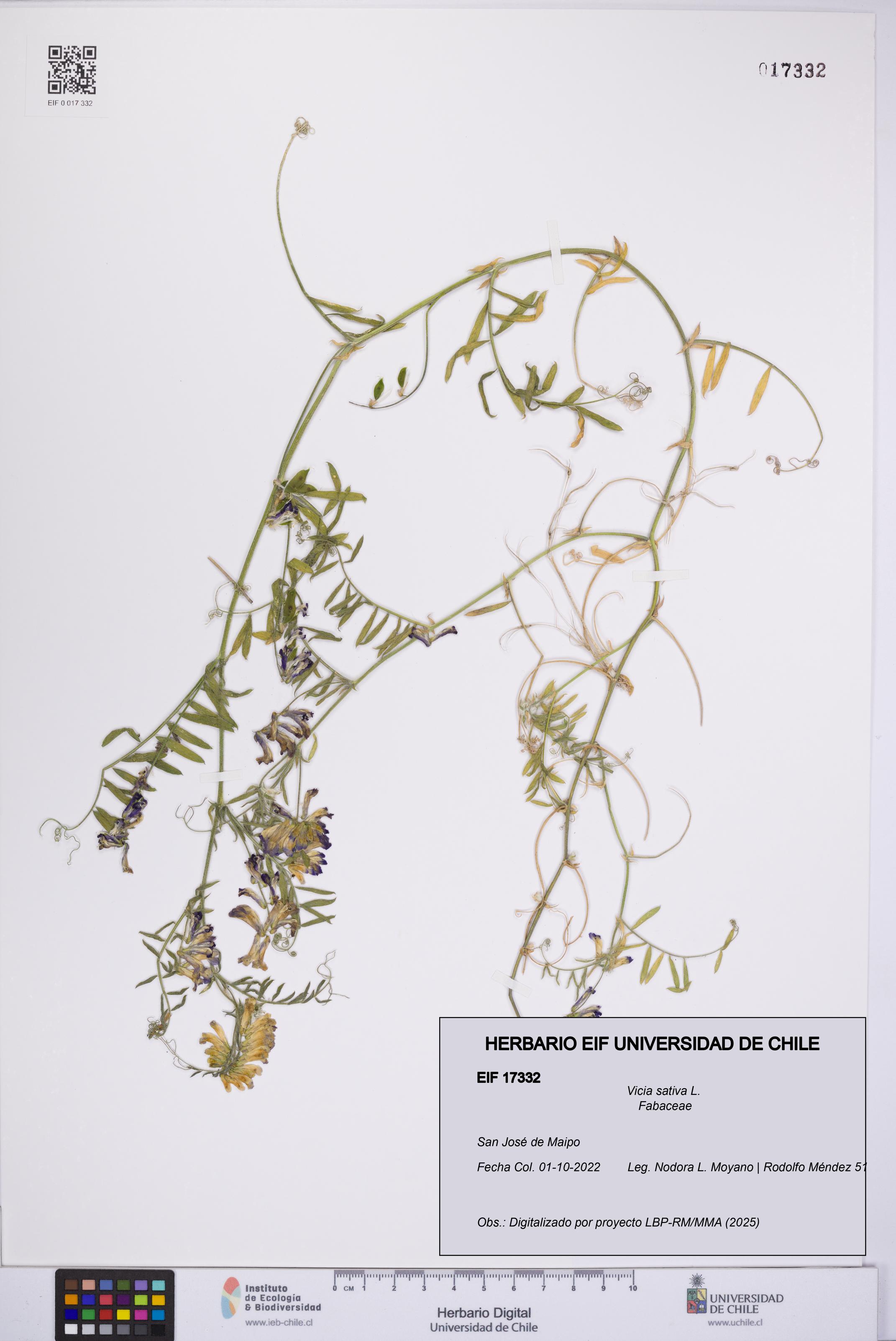 Vicia sativa [Espécimen: UCH:EIF:0017332]