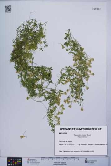 Tropaeolum tricolor [Espécimen: UCH:EIF:0017333]
