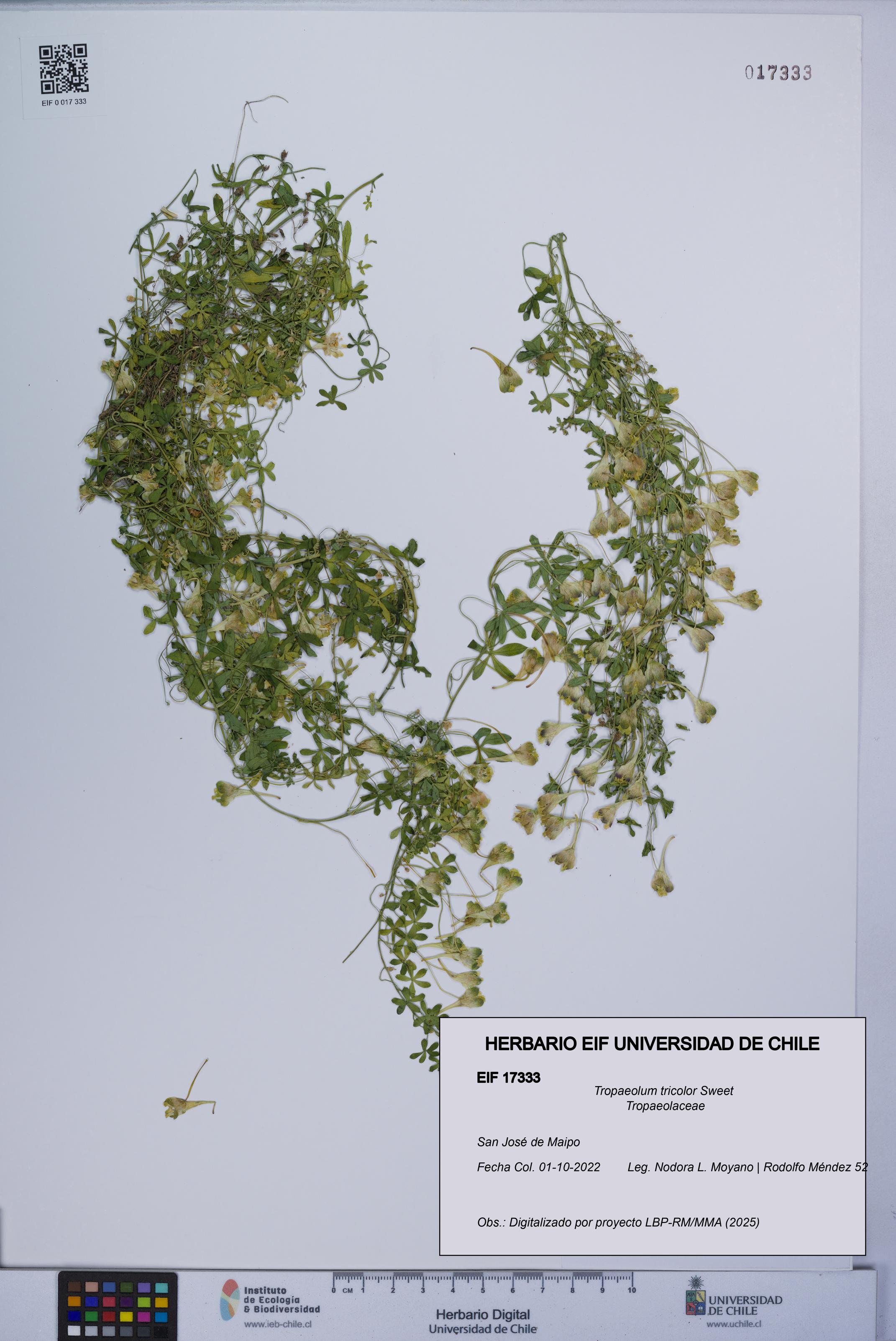 Tropaeolum tricolor [Espécimen: UCH:EIF:0017333]