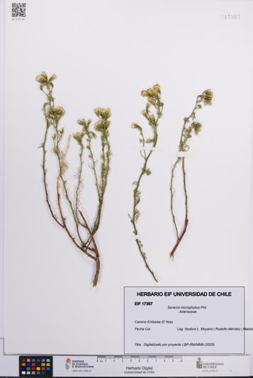 Senecio microphyllus [Espécimen: UCH:EIF:0017357]