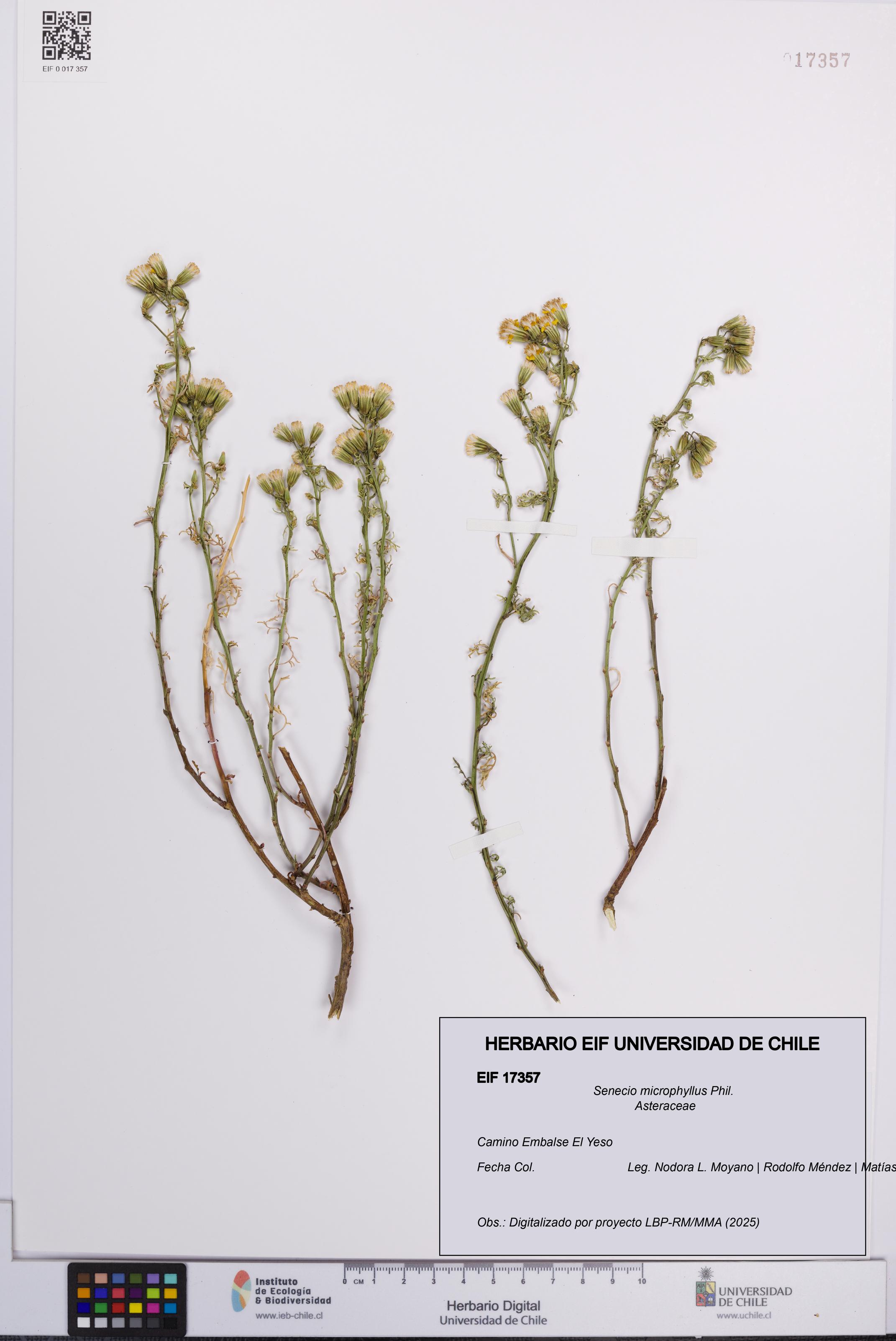 Senecio microphyllus [Espécimen: UCH:EIF:0017357]