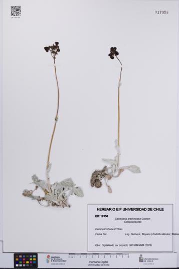 Calceolaria arachnoidea [Espécimen: UCH:EIF:0017358]
