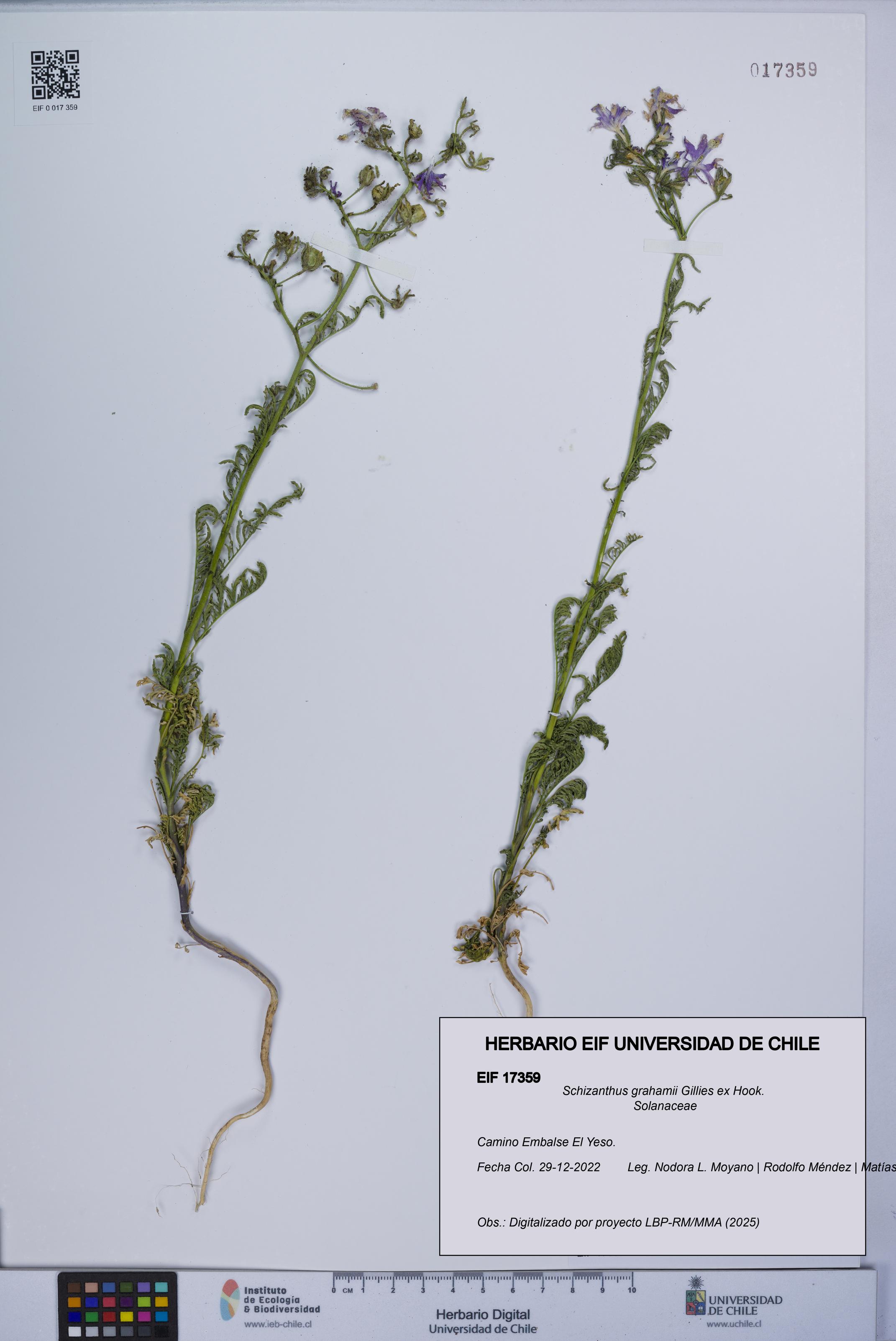 Schizanthus grahamii [Espécimen: UCH:EIF:0017359]