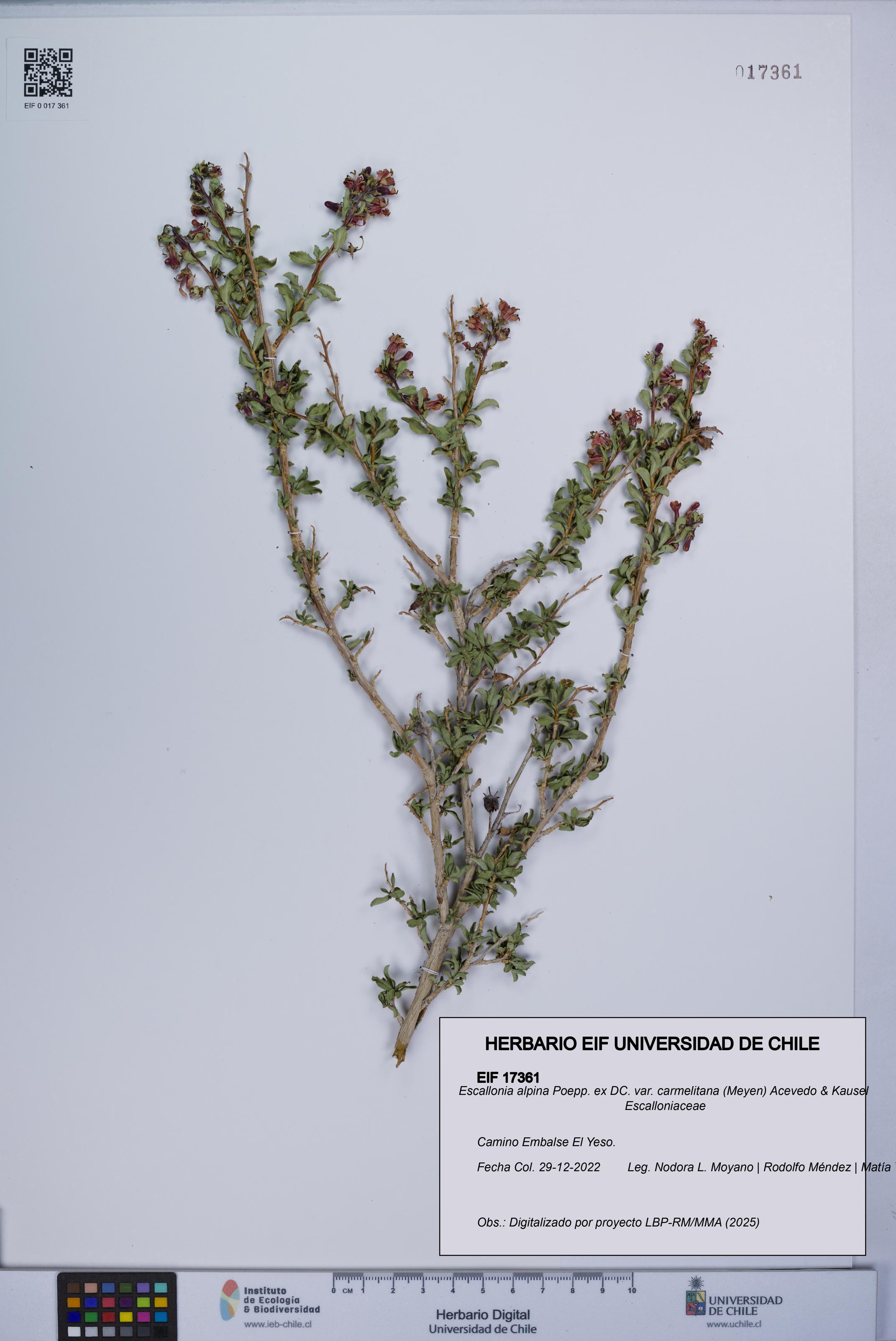 Escallonia alpina var. carmelitana [Espécimen: UCH:EIF:0017361]