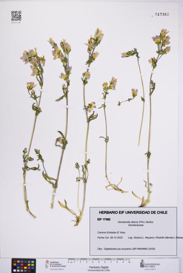 Gentianella ottonis [Espécimen: UCH:EIF:0017362]