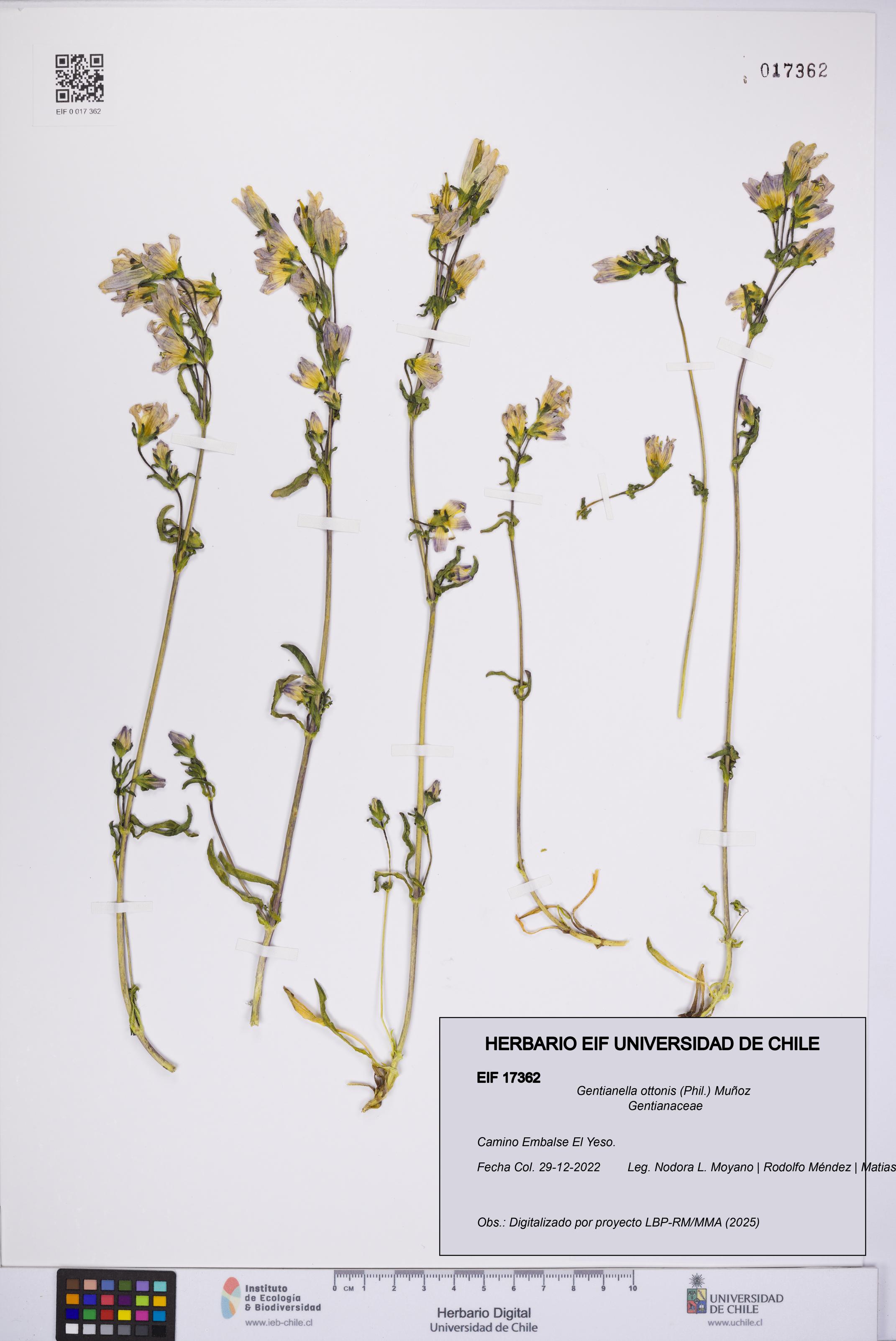 Gentianella ottonis [Espécimen: UCH:EIF:0017362]