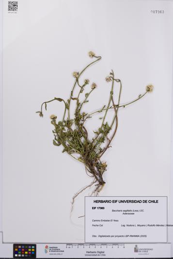 Baccharis sagittalis [Espécimen: UCH:EIF:0017363]