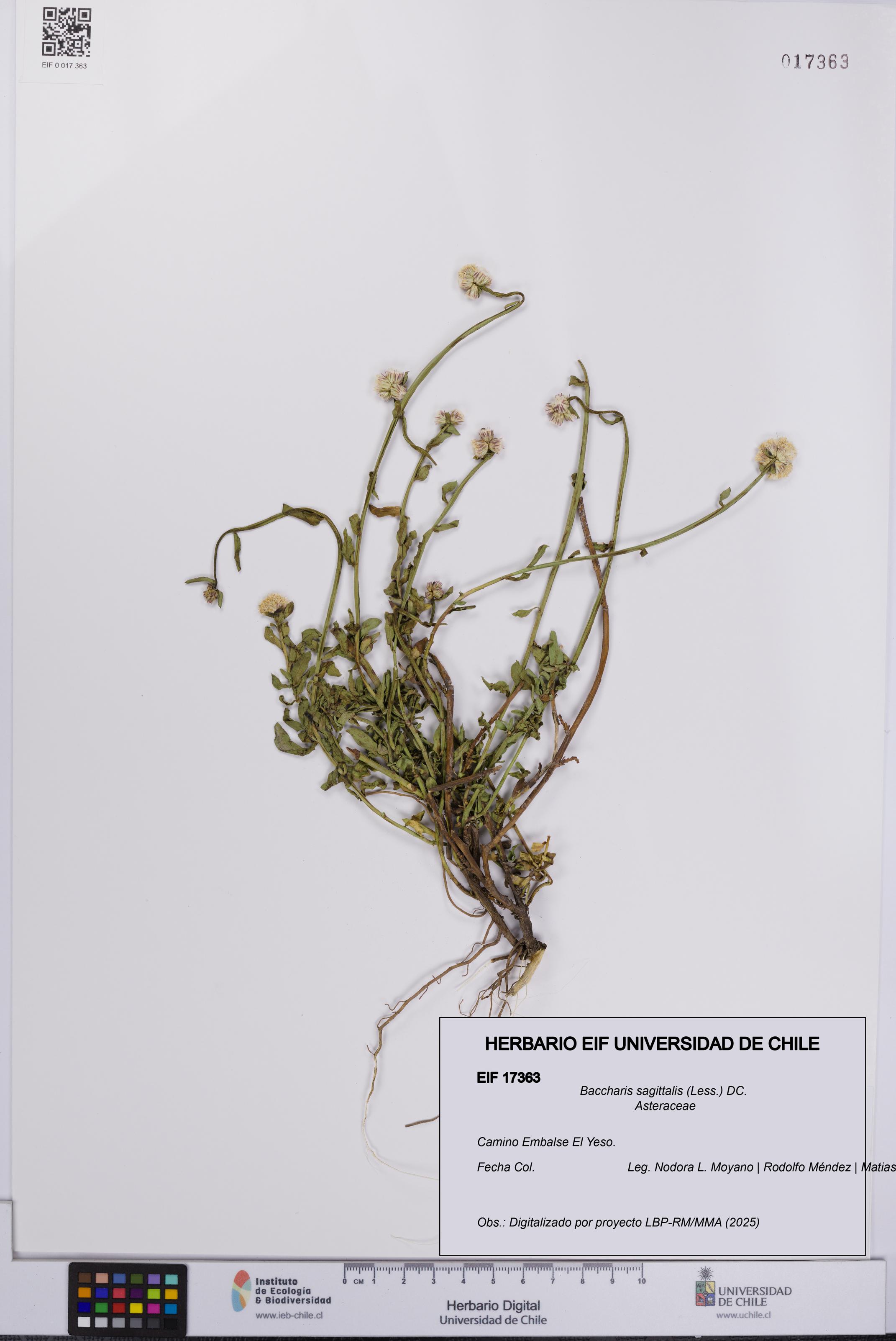 Baccharis sagittalis [Espécimen: UCH:EIF:0017363]