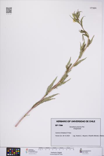 Oenothera picensis [Espécimen: UCH:EIF:0017364]